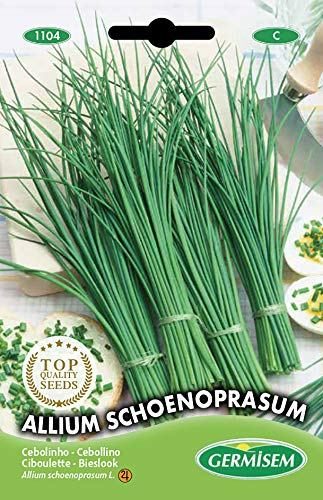 Germisem Allium Schoenoprasum Graines de Ciboulette 2 g EC1104 Multicolore