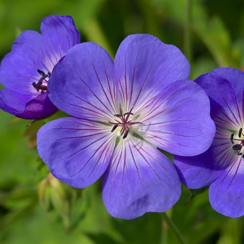 YouGarden Hardy Geranium 'Rozanne' in 9cm Pot, Garden Ready, Plant of The Centenary, Drought Resistant Hardy Perennial Plant for The Garden, Pots, Borders and Planters
