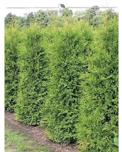 Thuja Brabant 180-200 cm. 4 Lebensbäume. Immergrün, Winterhart, Sichtschutz
