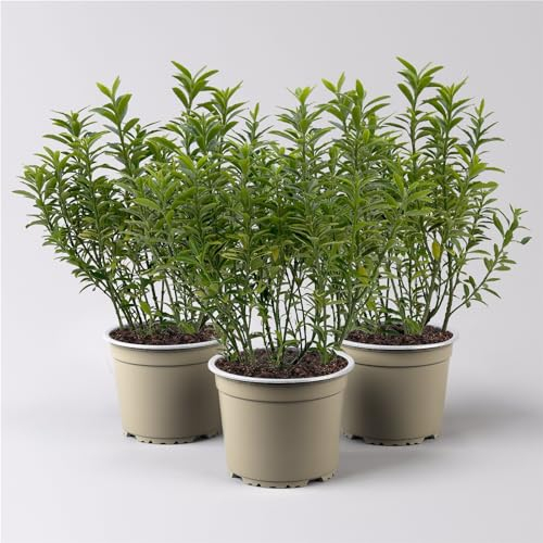 Pflanzen Kölle Japanischer Spindelstrauch 'Microphyllus Aureovariegatus', Topf-Ø 13 cm, 3er-Set