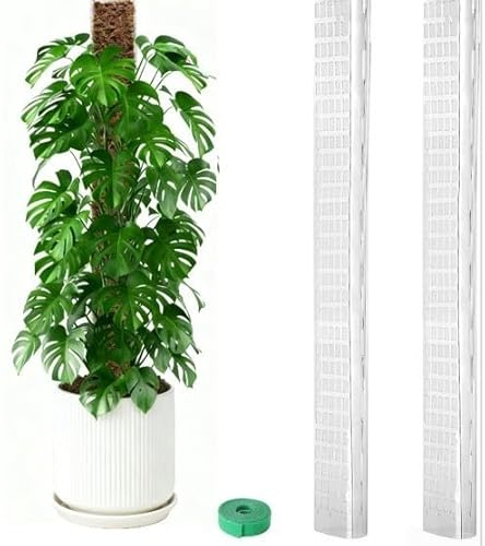 24 inch D Shape Plastic Support Pole for Climbing Plants Including Monstera Dubia and Philodendron Bipinnatifidum (2PCs)
