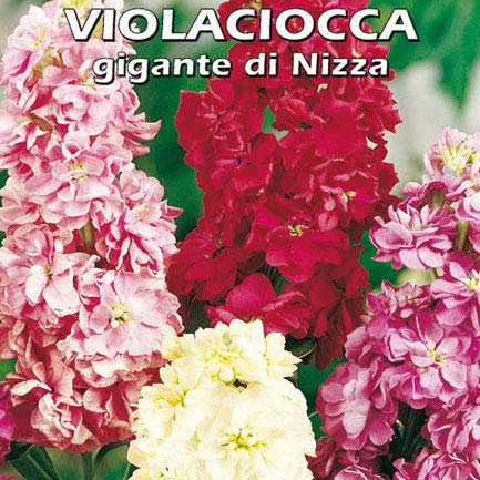 VIOLACIOCCA GIGANTE DI NIZZA - (Matthiola incana)