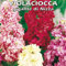 VIOLACIOCCA GIGANTE DI NIZZA - (Matthiola incana)