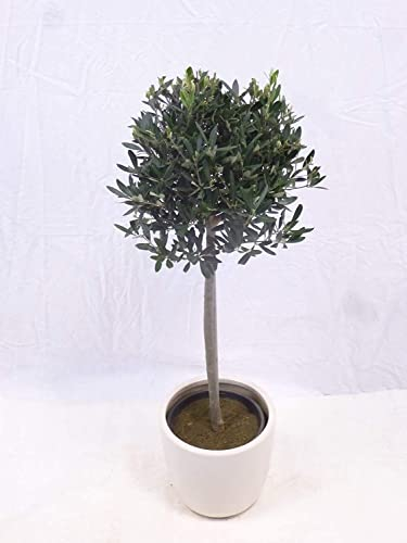 [Palmenlager] OlivenbaumOlea europea Hochstamm 110 cm