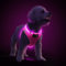 PcEoTllar Hundegeschirr Leuchtend, Leuchtgeschirr LED Aufladbar & Reflektierendes, Beleuchtetes Leuchtgeschirr für Welpe Klein Mittlere Hund, Atmungsaktiv Leucht Geschirr, Rosa-S