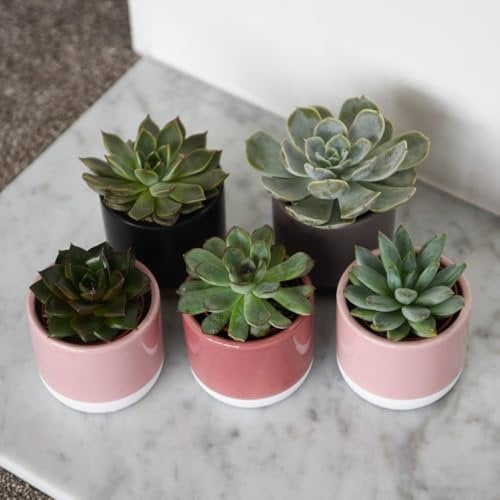 Echeveria Mix - Colourful Succulent Plants for Indoor Décor, Easy Care Assorted Varieties 5.5cm Pot x 1 by Thompson & Morgan