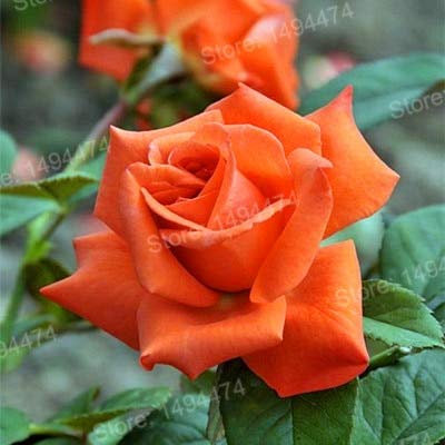SUMP 100pcs rosa rampicante semi di fiori per il giardinaggio bella arancione