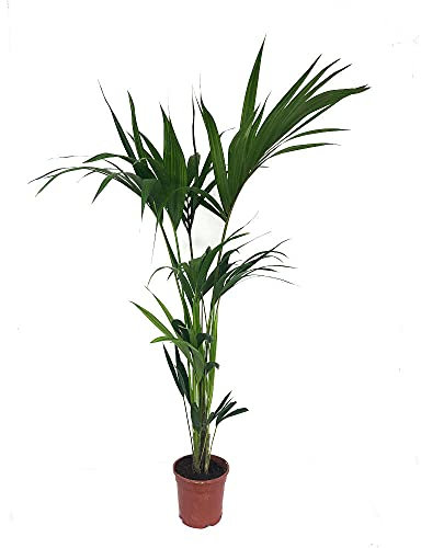 Kentia Fosteriana natural M17 palmera de 100cm perfecta para el interior del hogar.