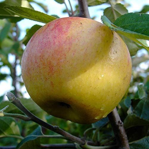 Dülmener Rosenapfel Herbstapfel Apfel Zwergbaum ca. 110-140 cm 7,5 L Topfballen Veredelungsunterlage M26