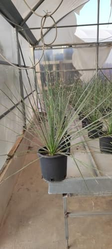 1 Pz - Pianta di Dasylirion (Cucchiaio del deserto) in vaso 14 cm