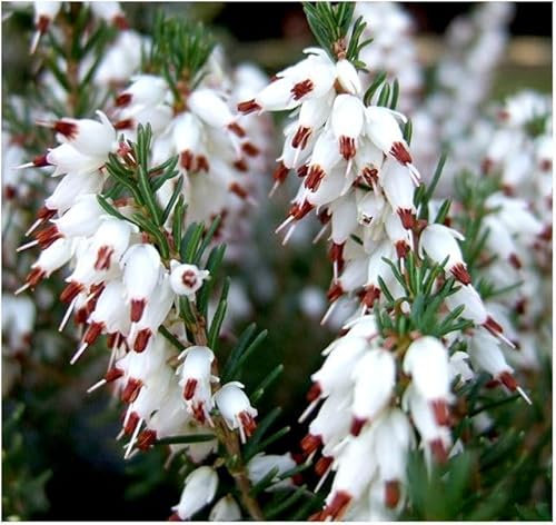 GrowOn Shrubs Heather Erica x Darleyensis 'Silver Beads' (Silberschmelze) | Evergreen Shrub | Outdoor Garden Ready Plant | Winter to Spring Flowering | White Flowers