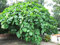 5 Samen von Ficus Roxburghii Roxburgh Feige - Bold Hardy Fig Species