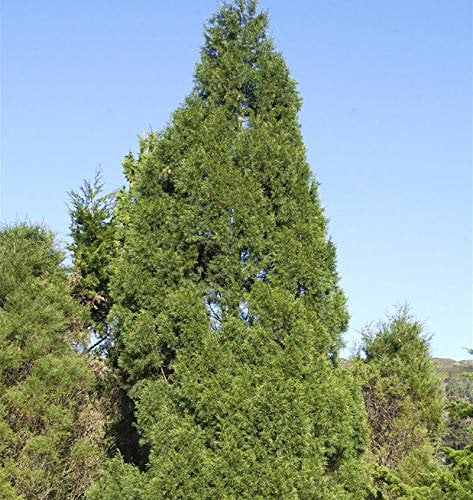 Zypressen Wacholder Spartan 50-60cm - Juniperus chinensis - lebende Gartenpflanze aus den Baumschulen