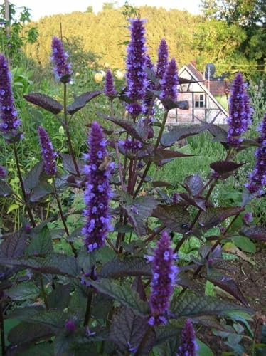 Agastache 'Korean Zest' 50 Graines, anis hysope - hysope anisée- plante vivace