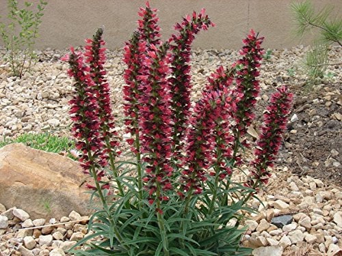 10 Echium amoenum Semi piume Rosse, Hardy Perennial