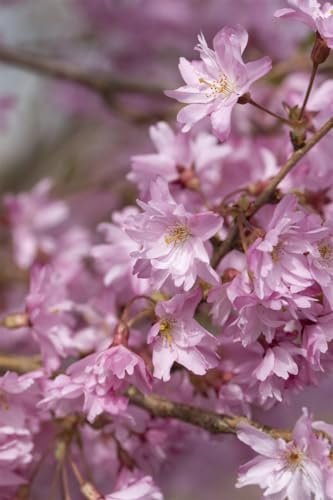 Prunus subhirtella 'Autumnalis' 60–100 cm – Winterhart, Mehrjährig, Pflegeleicht – Winterkirsche – Ziergehölz für Garten & Vorgarten
