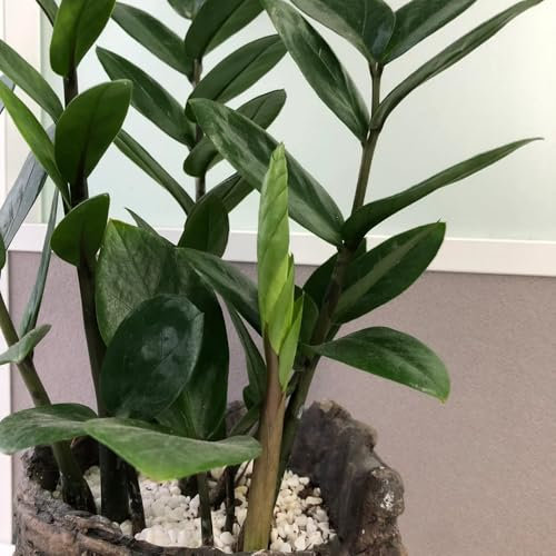 20 pz Semi di piante di piume fortunate, semi di piante erbacee Zamioculcas zamiifolia semi di antiche varietà, piante d'appartamento regalo sostenibile per il giardinaggio piante