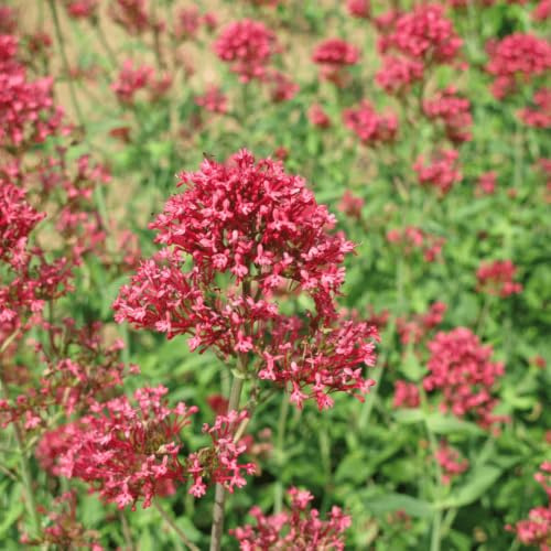 Centranthus ruber Coccineus Rote Spornblume Staude 12 Pflanzen Ø9 cm 10-25 | winterhart, für Beet und Kübel, bienenfreundlich, robuster Wuchs