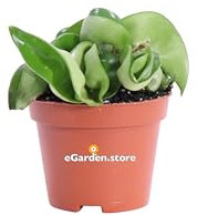 Pianta di Hoya Fiore di Cera diverse varietà pianta ornamentale da interno pianta vera da arredo venduta da eGarden.store (Hoya Carnosa Compacta v.6 cm)