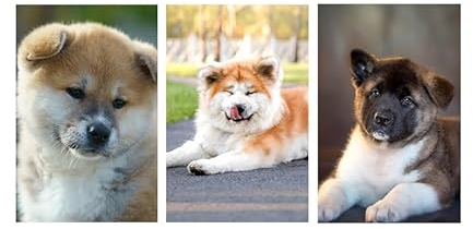 Niedliches Akita-Welpen-Poster, personalisierbar, Wandkunst-Poster für Wohnzimmer, Schlafzimmer, 30,5 x 40,6 cm (niedlicher Akita-Welpe), 3 Stück