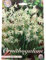 Blumenzwiebeln in Geschenkverpackung - Zwiebeln, Knollen verschiedener winterharter Pflanzen für Garten und Balkon - bunt (Ornithogalum Nutans 30 Stück)
