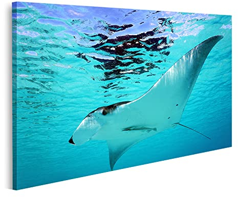 Bild auf Leinwand Manta Rochen Wandbild Poster Kunstdruck Bilder