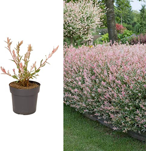 Salix Hakuro Nishiki Flamingo Tree in a 14cm Pot - Amazing Foliage Colour (3 Plants)
