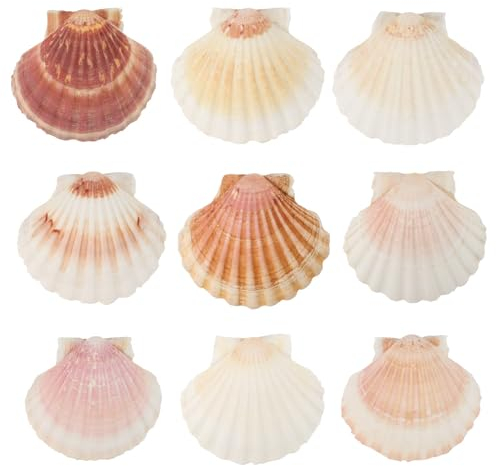10 STK Jakobsmuschel Muscheln Große 9-11cm Muschelschalen Muscheln zum Basteln NatüRliche Muscheltasche Jakobsmuscheln KüChendekoration Vorspeisenteller Snackdekoration Aquariumdekoration