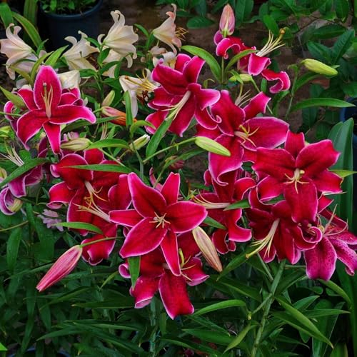 2 pcs lilien zwiebeln winterhart, baumlilien, seltene pflanzen blumen für balkon lilien knollen - Lilium brownii - bonsai blumenzwiebel zwiebeln winterhart mehrjährig topfpflanzen