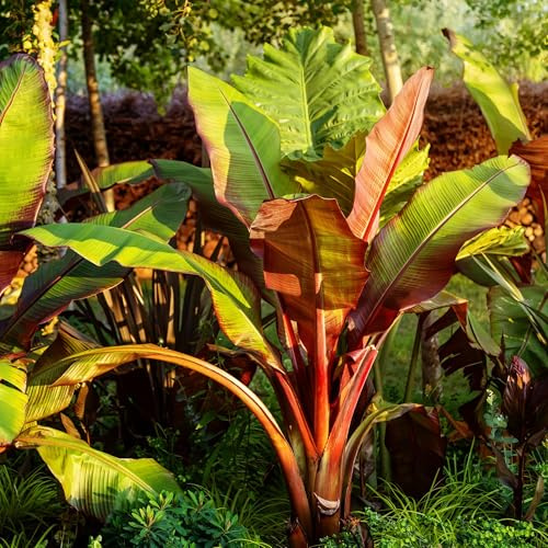 Pianta di banana Ensete ventricosum Maurelli, 4 piante, diametro 17 cm, 40 cm | Pianta esotica da giardino e terrazza, foglie colorate