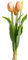 Botanic-Haus künstliches Tulpenbündel Holland mit 3 Tulpen und 2 Tulpenknospen Farbe: lachs real Touch