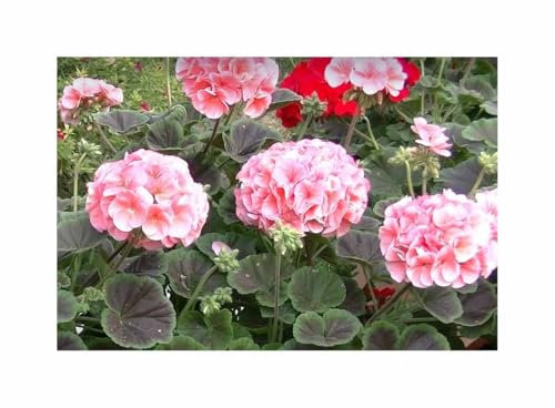 Stk - 10x Geranien Multibloom F1 Lachs Garten Pflanzen - Samen F-S518 - Seeds & Plants Shop by Ipsa