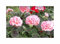 Stk - 10x Geranien Multibloom F1 Lachs Garten Pflanzen - Samen F-S518 - Seeds & Plants Shop by Ipsa