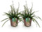 GreenboutiQ - Ziergräser - Carex morrowii Irish Green - Grün & Gelb - 2 Pflanzen - Immergrün - Pflegeleicht - Topf 17cm Höhe 50cm