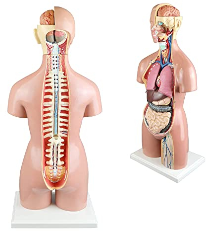 UIGJIOG 55 cm menschlicher Torso Männlicher weiblicher reproduktiver Organ 22-teiliger menschlicher Oberkörper mit offenem Rücken frei