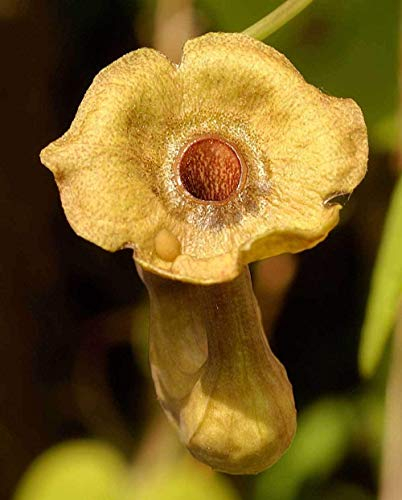 Aristolochia macrophylla | Breitblättriges Geburtskraut | 10-halb US