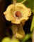Aristolochia macrophylla | Breitblättriges Geburtskraut | 10-halb US