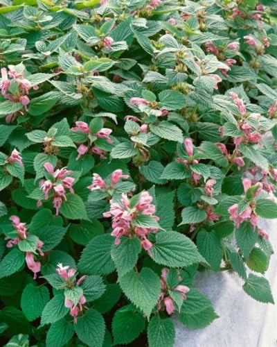 Lamium orvala 11x11 cm Topf – Winterhart, Mehrjährig, Pflegeleicht – Großblütige Taubnessel – Staude für Schattenbeet & Gehölzrand