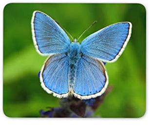 Pretty Blue Butterfly Mouse Mat Pad - Mum Garden Auntie Nan Computer #14149