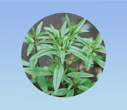 graines SARRIETTE 0,2 gramme (environ 300 graines) - Satureja hortensis - AROMATIQUE