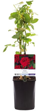 Rosal trepador - Rosa Roja Trepadora - Flor Roja - Bajo mantenimiento - 2 plantas - 30-40cm - Ø10cm - Planta de jardín