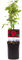 Rosa rampicante - Rosa Red Climber - Fiore rosso - Bassa manutenzione - 2 piante - 30-40cm - Ø10cm - Pianta da giardino