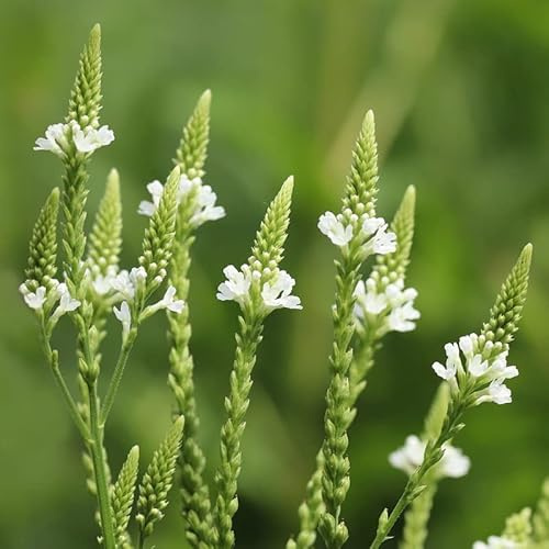 6x Eisenkraut 'White Spires' - Verbena hastata 'White Spires' - Topf 9x9cm - Weißblühende Staude