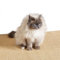 Kratzmatte für Katzen - Fußmatte Sisal Kratzteppich - natürliche Sisalmatte robust - Vorleger 100% Sisal - Katzenkratzmatte Natur 40 x 60 cm 2er Set