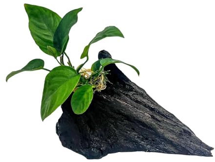 AquaOne Aquarienpflanze auf Holz Anubias barteri auf Mangrovenwurzel - natürliche Aquarium Dekoration - pflegeleicht & ideal für Garnelen, Welse & Aquascaping