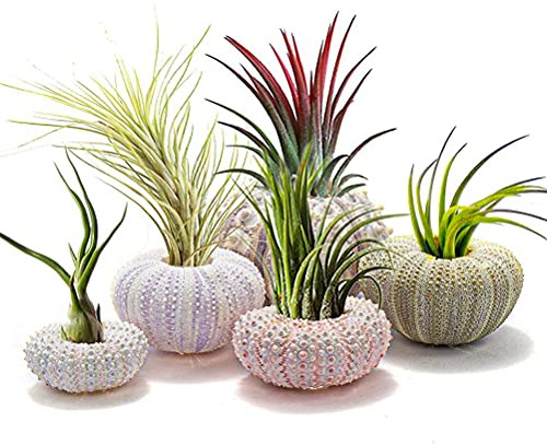 Ejoyous 5 Pieces of Aerial Plants Holder, Conch Hanging Air Plant Pot Decoration with Drainel Hole Inside Outside Blankets Balconies (4-piece set)