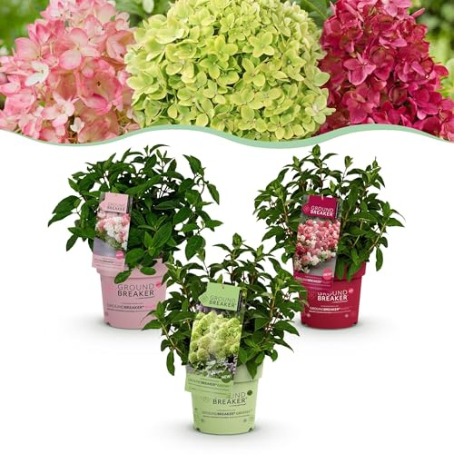 Hydrangea panniculata Groundbreaker Blush -Verde - Rubí - Hortensia - Compacta - Rosa-Verde-Roja - 3 Plantas - 20-25cm - Ø14cm - Planta de jardín