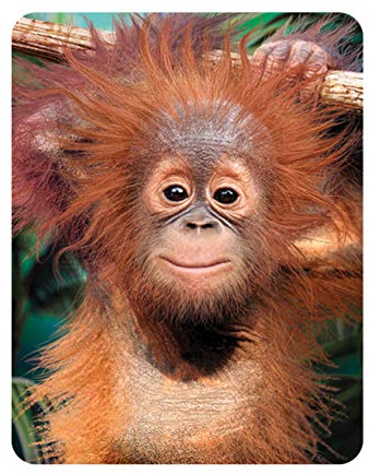 3D LiveLife Magnet - Baby Orangutan from Deluxebase. Lenticular 3D Monkey Fridge Magnet. Magnetic decor for kids and adults with artwork licensed from renowned artist, David Penfound