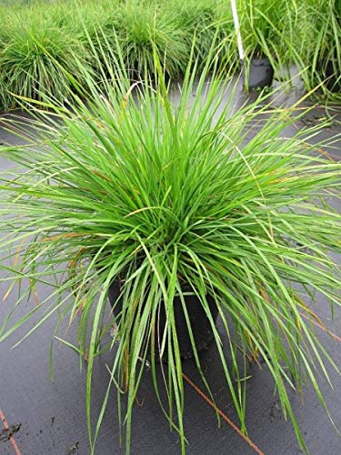 Rasen-Schmiele Goldschleier - Wald-Schmiele - Deschampsia cespitosa Goldschleier (40-60)