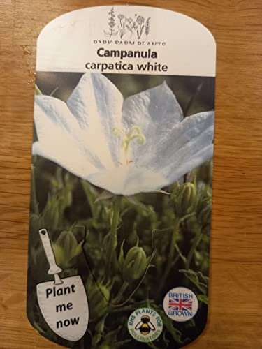 Campanula carpatica White 1x 9cm Pot